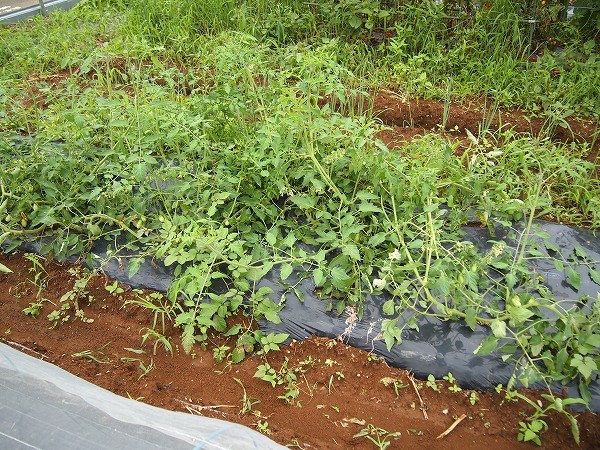 ミニトマトは地這いで育てられるか？ | 家庭菜園日記 －東京の畑－